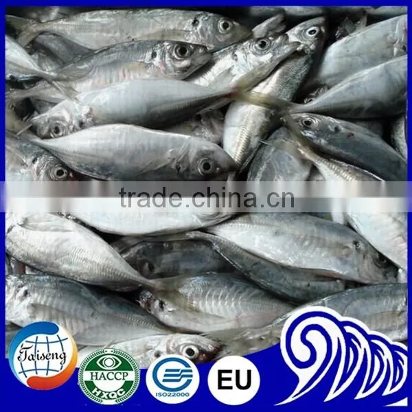 Useful for Canned Horse Mackerel photo-5