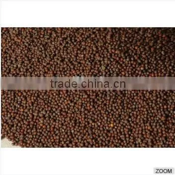 High Quality Mustard Seeds,sinapis Alba,Brassica Juncea, Brassica Nigra