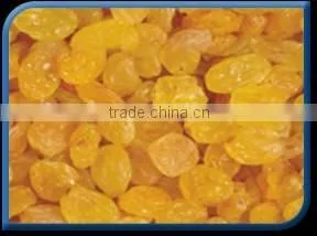 INDIAN EXPORTER YELLOW RAISIN photo-5