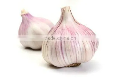 FRESH GARLIC