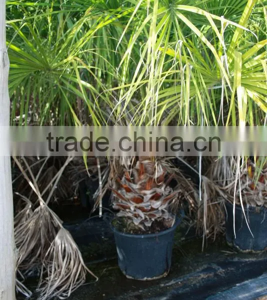 Livistonia Decipiens "Ribbon Fan Palm" photo-2