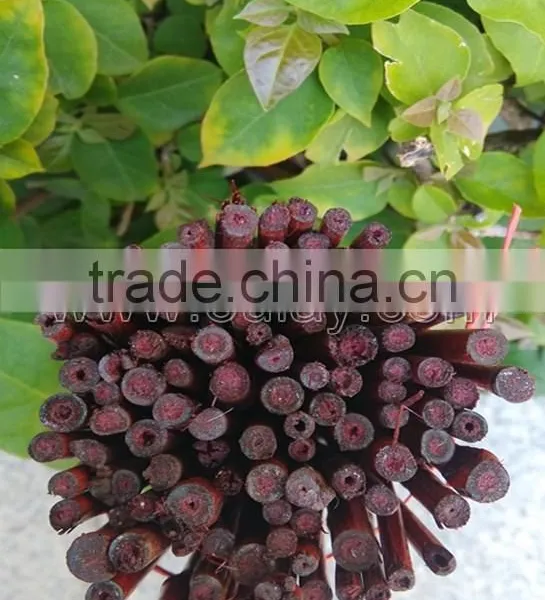 Dyed Different Colors Bamboo Sticks for Garden&agriculture photo-4