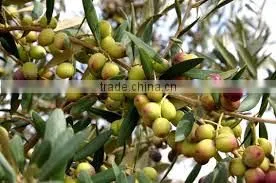 Extra Virgin Olive Oil photo-3