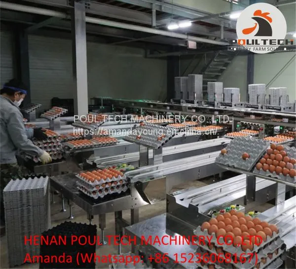 Automatic Egg Grading Machine