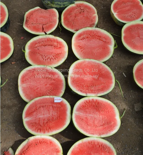 Red Flesh f1 Hybrid Watermelon Seeds photo-2