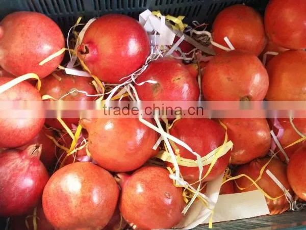 New Arrival of Fresh Pomegranate Fruit Supplier in India / Malaysia / Singapore / Dubai / Maldives / Sri Lanka photo-2