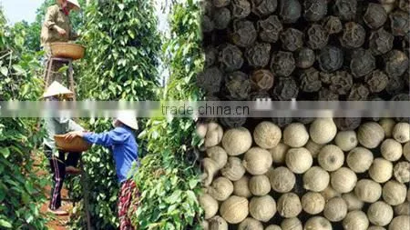 White Pepper Seeds 630G/L Cheap Price Sale(website: HANFIMEX08) photo-4