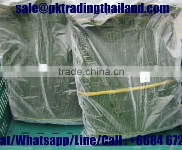 Fresh Banana Leaf From Thailand