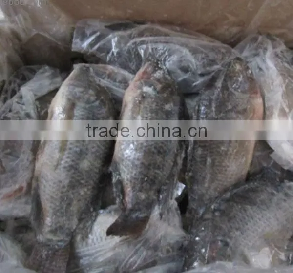 Wholesale Food Price Frozen Tilapia Whole Tilapia Fish photo-3