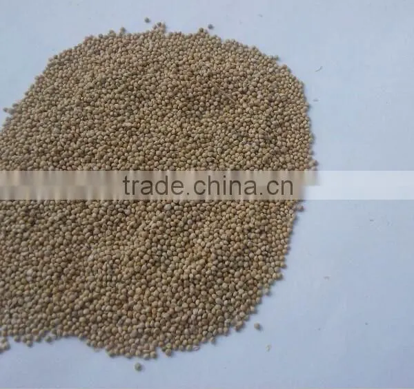 GREEN MILLET IN HUSK FOR BIRD FEEDS photo-5