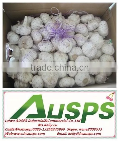 China Fresh Yellow Holland Potato photo-5