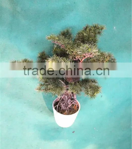 Home Garden Decoration 50cm to 160 cm Hight Small Indoor Canadian Artificial Green Pot Plastic Similar Pine Trees ELSPZ02 0906 photo-3