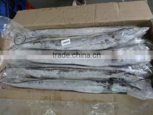 IQF Ribbon Fish photo-4