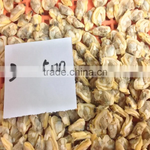 Frozen Boiled Short-necked Clam Meat photo-4