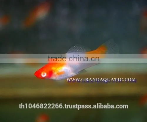 Santa Swordtail Fish Farm - Tropical Fish For Sale photo-3