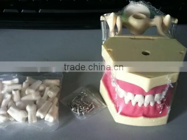 Dental Typodonts Teeth Articulators Model With Jaw Removable Screw photo-5