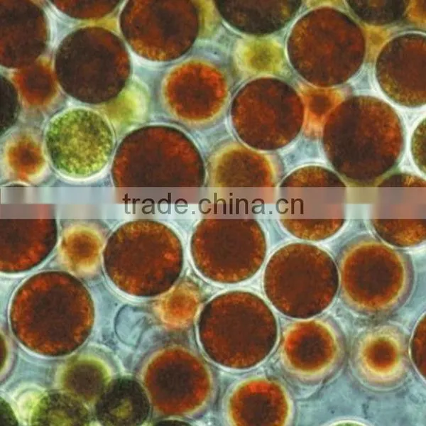 Natural Astaxanthin Powder Extracted From Haematococcus Pluvialis