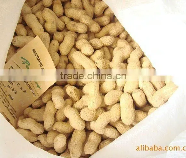 Peanut Exporters photo-3