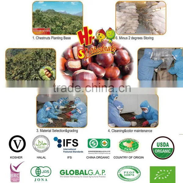 Eating Chinese Chestnuts photo-6
