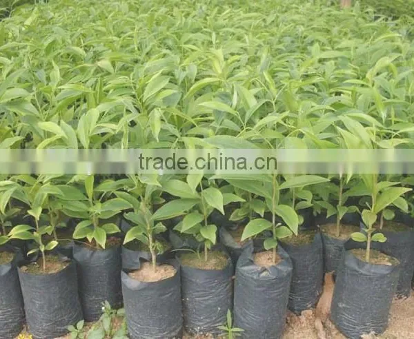 2016 Newly Chinese High Quality Agarwood Seeds For Growing photo-3
