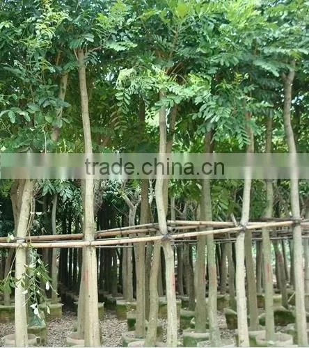 Swietenia Mahagoni(L.)Jacq. photo-3