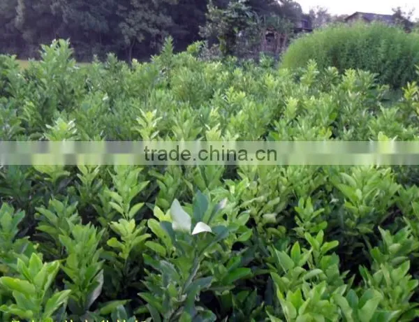 Pomelo, Shaddock Tree Seedlings photo-5