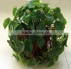 Peperomia Sandersii