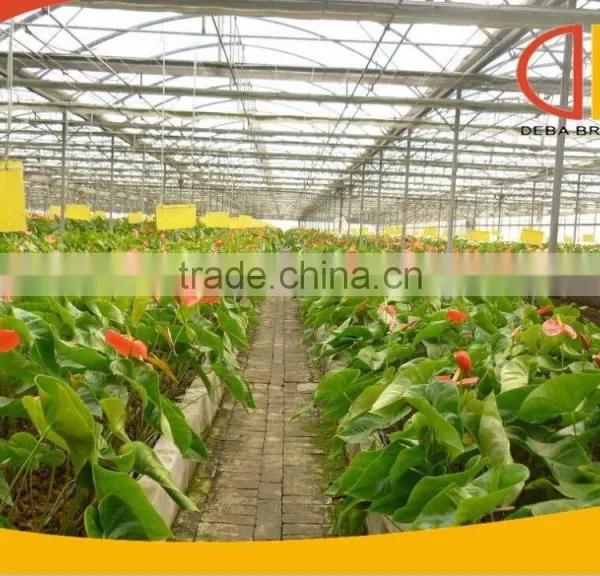 Production Type Greenhouse