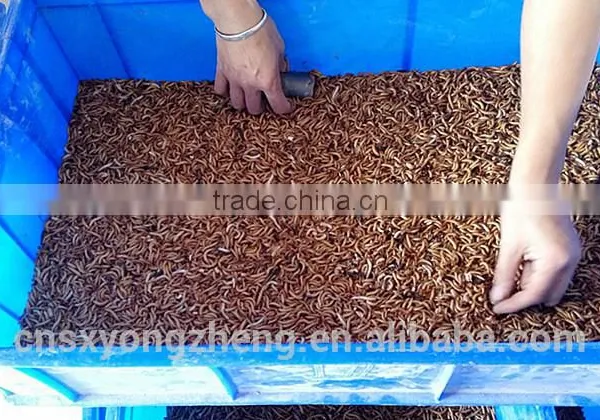 Cat Food 2.5--2.8 cm Freeze Dried Mealworms;Yongzheng Dried Mealworms For Cat photo-4