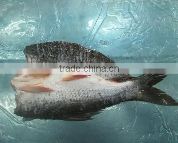 Rohu, Koi photo-3