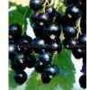 Black Currant Processing Production Line Equipment,