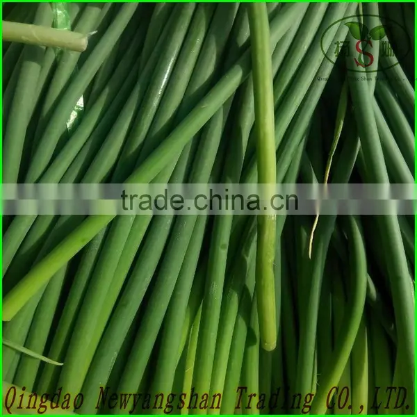 Garlic Sprouts/Garlic Scap/ Garlic Liver Moss photo-3