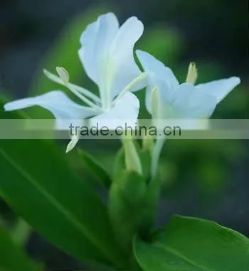 Fresh Ginger Oil/..........