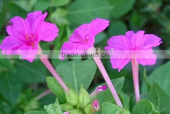 Four O'clock , Mirabilis , Flower Seeds , Herb Seed,vegetalbe Seed,fruit Seed,grass Seed