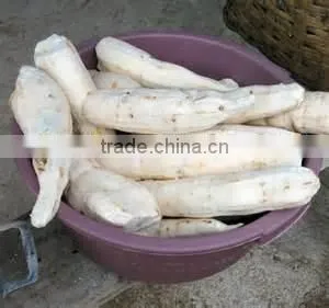 Tapioca Cassava Peeling Machine Nigeria photo-2