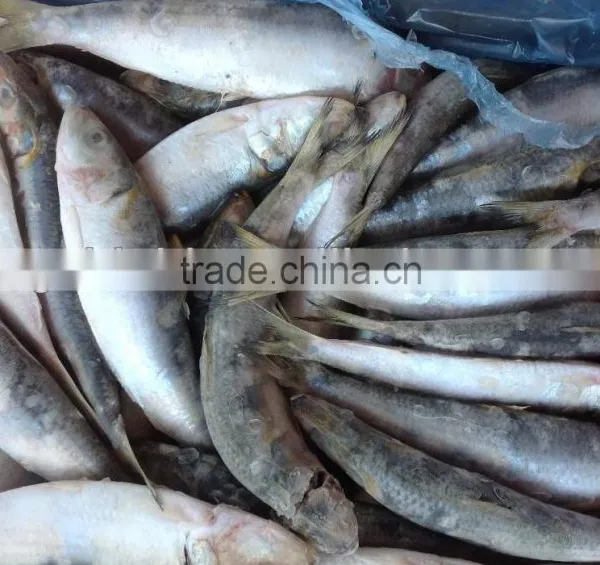 Wholesale Products WR Frozen Sardine 20-25pcs/kg With High Quality photo-2