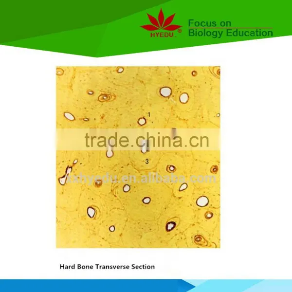 Teaching and Lab Science Individual Histology Slides Microscope Accessories photo-5