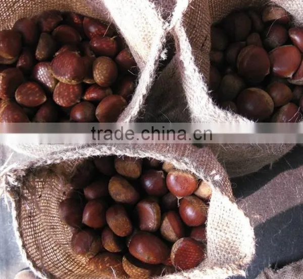 Good Quality Chestnut,bulk and Taste photo-6