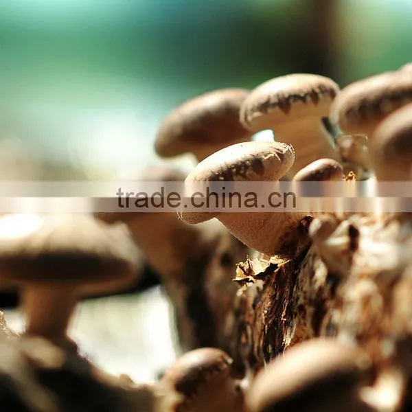 2016 New Crop Canned Shiitake photo-5