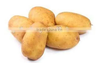 Low Price Fresh Holland Potato