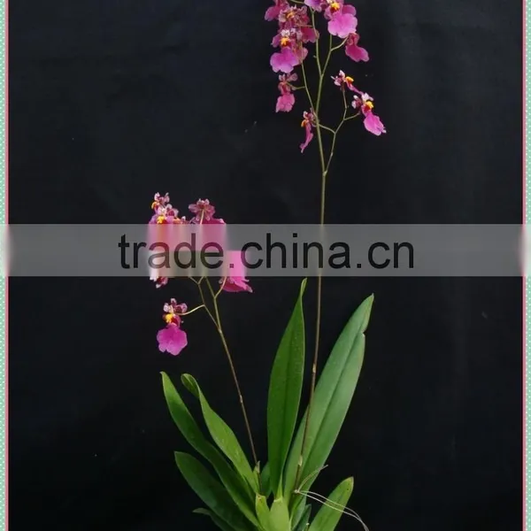 Live Oncidium Orchid Plant