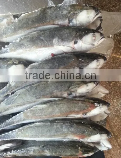 Frozen Leather Jacket Fish Fillet Jack Mackerel photo-2