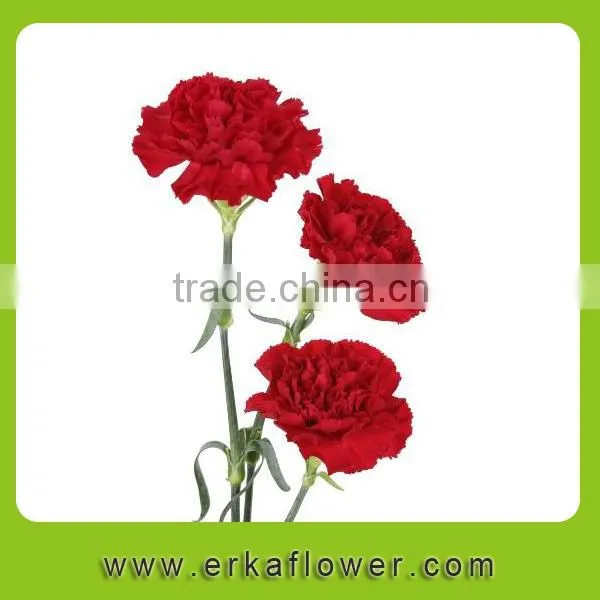 Natural Promotional Fresh Cut Carnation Flower Arrangements photo-6