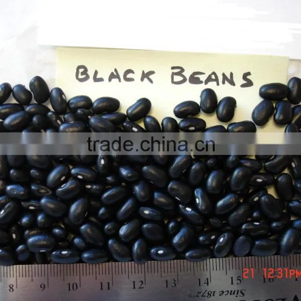 Black Bean photo-3
