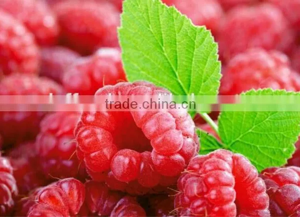Iqf Raspberry Crumbles Fruits and Iqf Frozen Broken Raspberry
