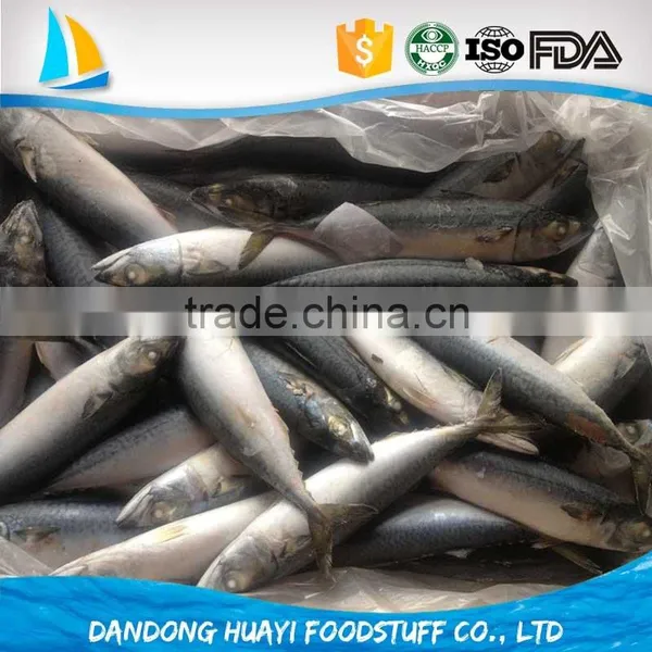 Frozen Mackerel Fish Horse Mackerel