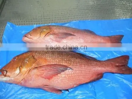 RED SNAPPER photo-3
