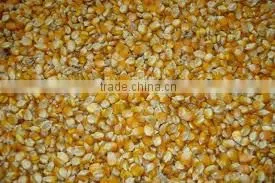Maize From India photo-3