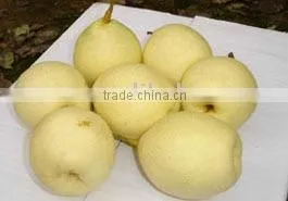 ya Pear/fresh Pear