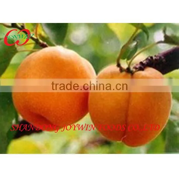 Canned Food,Canned Fruit and Vegetable, Canned Apricots in Light Syrup
